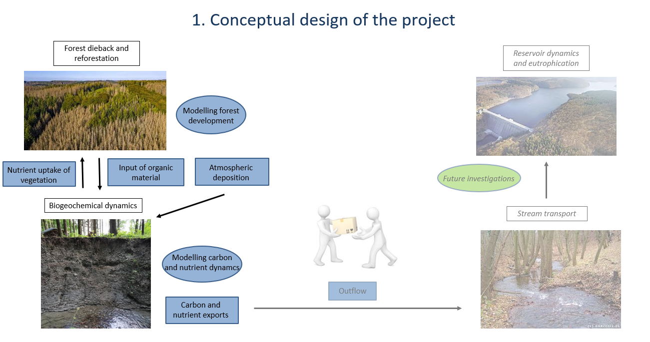 forest diebacks and reforestation